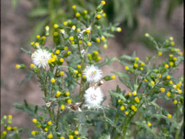 If we do not have a picture for this weed, or you can provide a better picture (scan, digital camera etc) please please e-mail it to us.