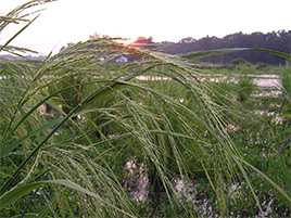 If we do not have a picture for this weed, or you can provide a better picture (scan, digital camera etc) please please e-mail it to us.