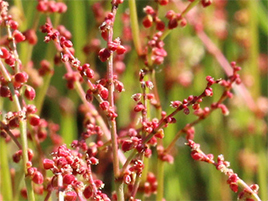 If we do not have a picture for this weed, or you can provide a better picture (scan, digital camera etc) please please e-mail it to us.